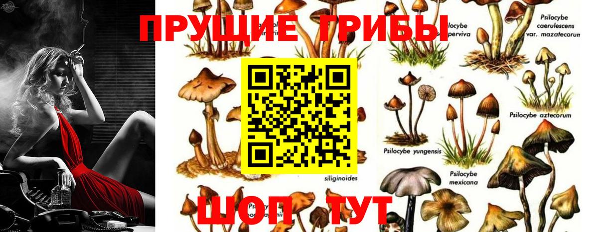 Псилоцибиновые грибы мицелий Черкесск